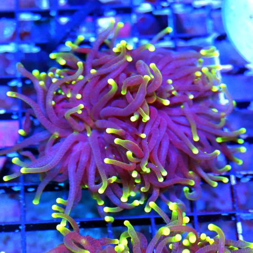 4.5 INCH ULTRA COLORED SUPER PURPLE YELLOW TIPPED BLACKLIGHT INDO TORCH