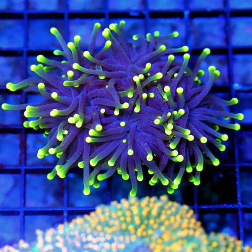 4 INCH ULTRA COLORED SUPER PURPLE YELLOW TIPPED BLACKLIGHT INDO TORCH