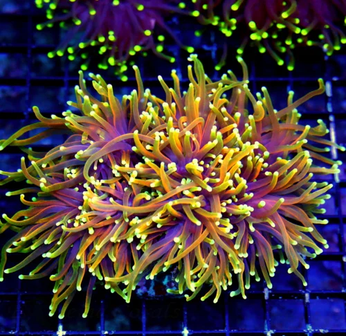 7X5.5 ULTIMATE CENTERPIECE GIANT INDO JUICY FRUIT ULTRA GRADE COLLECTORS ITEM TORCH