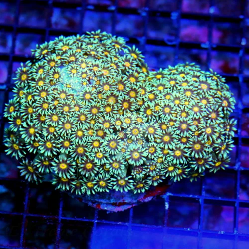 WYSIWYG 5.5X5 SUPER SUPER RARE YELLOW EYED BLUE GREEN SUPER SHOWPIECE GONIOPORA-THIS IS A VERY SPECIAL SPECI live coral for sale - Extreme Corals