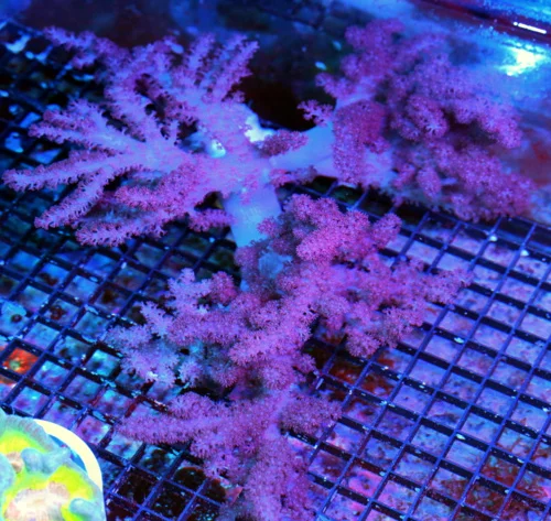 WYSIWYG 15X15 XXXXL INCREDIBLE SUPER SUPER DARK PURPLE GIANT SHOWPIECE COLT CORAL-SPECTACULAR!! live coral for sale - Extreme Corals