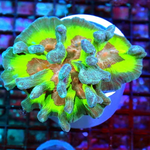 WYSIWYG 5X4.5 PERFECT TRICOLORED ULTRA GRADE "SPACE INVANDER" PECTINIA-ONE OF MY FAVORITE CORALS!!!! live coral for sale - Extreme Corals