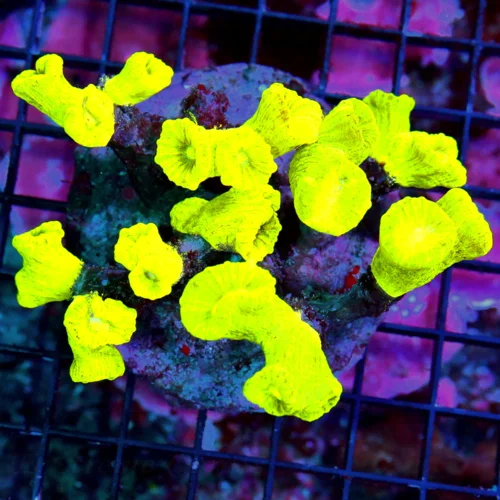 WYSIWYG 5X4.5 XXL SHOWPIECE  NEON HIGHLIGHTER YELLOW KRYPTONITE CANDY CANE-PERFECT SPECIMEN live coral for sale - Extreme Corals