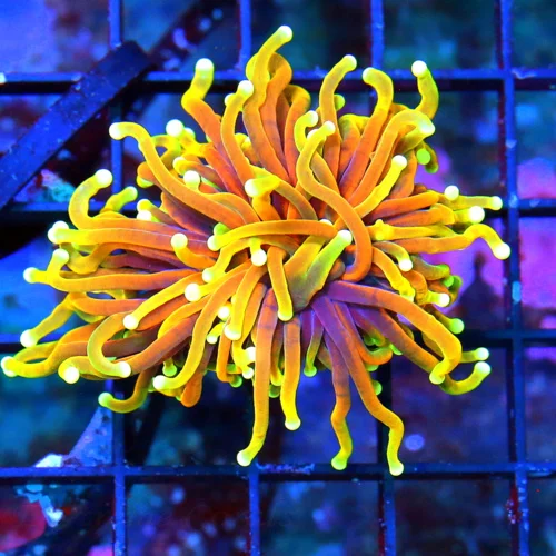WYSIWYG 3 INCH ULTRA COLORED ULTRA GRADE "INDO JUICY FRUIT" ULTRA GRADE COLLECTORS ITEM TORCH live coral for sale - Extreme Corals