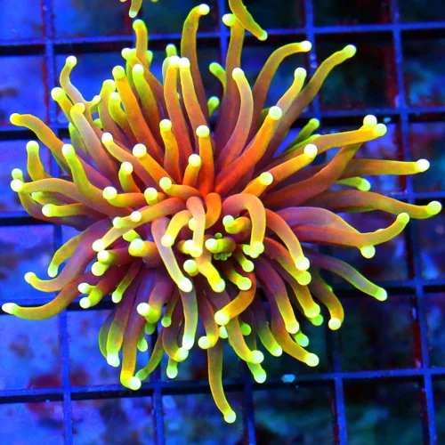 WYSIWYG 3 INCH ULTRA COLORED ULTRA GRADE "INDO JUICY FRUIT" ULTRA GRADE COLLECTORS ITEM TORCH live coral for sale - Extreme Corals