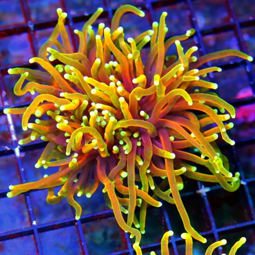 WYSIWYG 4 INCH ULTRA COLORED ULTRA GRADE "INDO JUICY FRUIT" ULTRA GRADE COLLECTORS ITEM TORCH live coral for sale - Extreme Corals