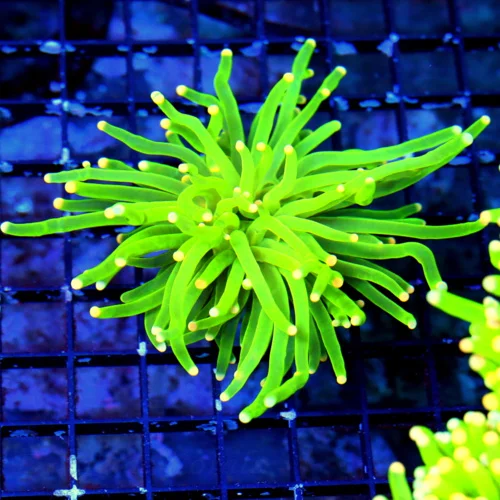 WYSIWYG 4.5 INCH INCREDIBLE ULTRA ULTRA LIME GREEN ORANGE TIPPED MALAYSIAN "COTTON CANDY TORCH" live coral for sale - Extreme Corals