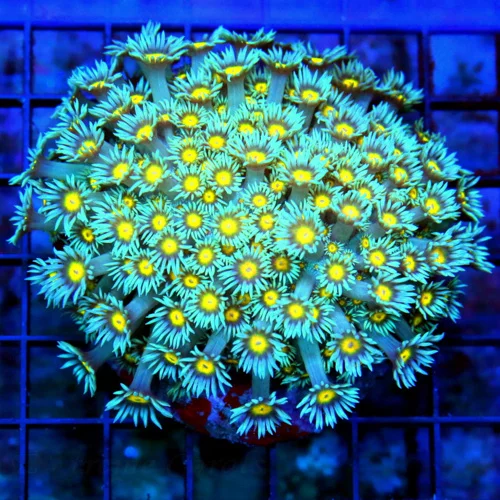 WYSIWYG 4X4 SUPER SUPER "BLUE JOKER" YELLOW ALINE EYED SHOWPIECE GONIOPORA-SPECTACULAR SPECIMEN!! live coral for sale - Extreme Corals