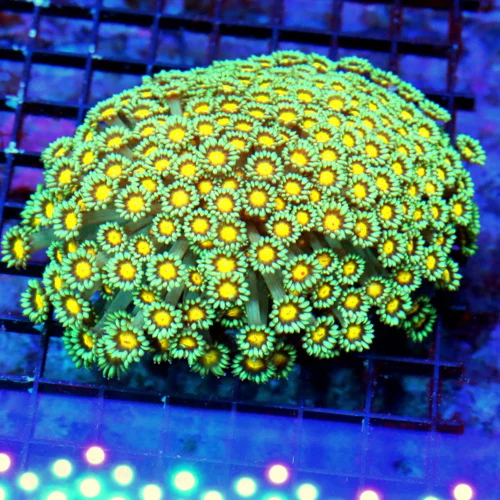WYSIWYG 5.5X5.5 XXL SUPER SUPER RARE YELLOW EYED BLUE GREEN SUPER SHOWPIECE GONIOPORA-THIS IS A VERY SPECIAL live coral for sale - Extreme Corals