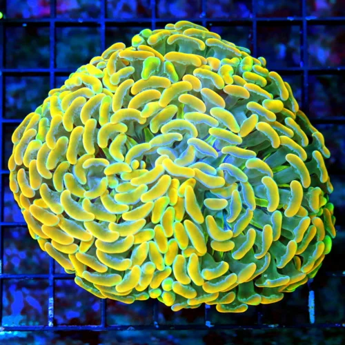 WYSIWYG 4X4 HANDPICKED BY SCOTT-VERY SPECIAL GLOWING MULTICOLORED ORANGE SHOWPIECE HAMMER!!!! live coral for sale - Extreme Corals