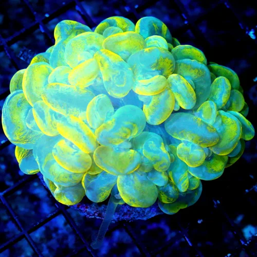 WYSIWYG 4.5x4.OUT OF THIS WORLD ULTRA NEON TOXIC HIGHLIGHTER YELLOW AND BLUE  INDO "SPLATTER BUBBLE" live coral for sale - Extreme Corals