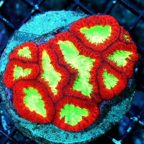 WYSIWYG 4.5X4 OUTRAGEOUS SUPER FIRECRACKER RED ULTRA YELLOW ALIEN EYED BALSTOMUSSA WELLSI-AWESOME live coral for sale at Extreme Corals