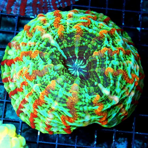 WYSIWYG 7X7 XXL MASTER INDOPHYLLIA-SCOTT'S HANDPICKED ULTRA GRADE ULTIMATE SHOWPIECE INDOPHYLLIA live coral for sale at Extreme Corals
