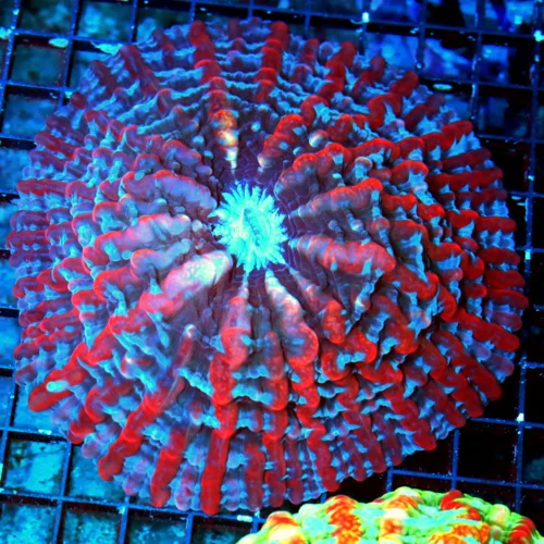 WYSIWYG 7X7 XXL MASTER INDOPHYLLIA-SCOTT'S HANDPICKED ULTRA GRADE ULTIMATE SHOWPIECE INDOPHYLLIA live coral for sale at Extreme Corals