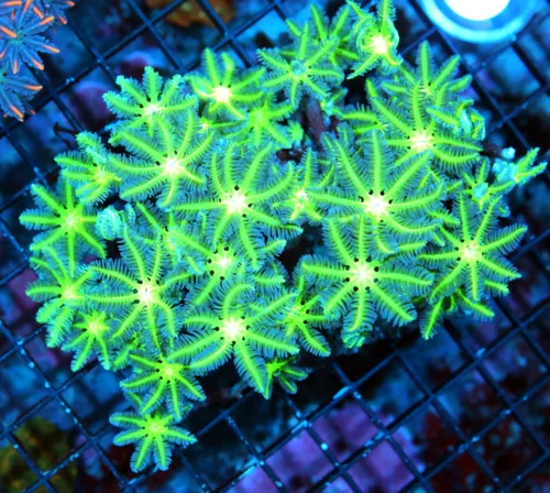 WYSIWYG 5.5X4.5 ULTRA ULTRA GLOWING GREEN EYED ULTRA COLORED XL INCO CLOVE POLYP live coral for sale - Extreme Corals