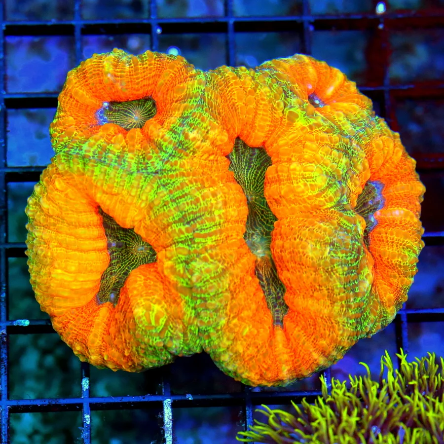 WYSIWYG 4.5x4 SCOTT'S HANDPICKED ULTRA COLORED ULTRA GRADE SHOWPIECE AUSSIE LOBOPHYLLIA! live coral for sale - Extreme Corals