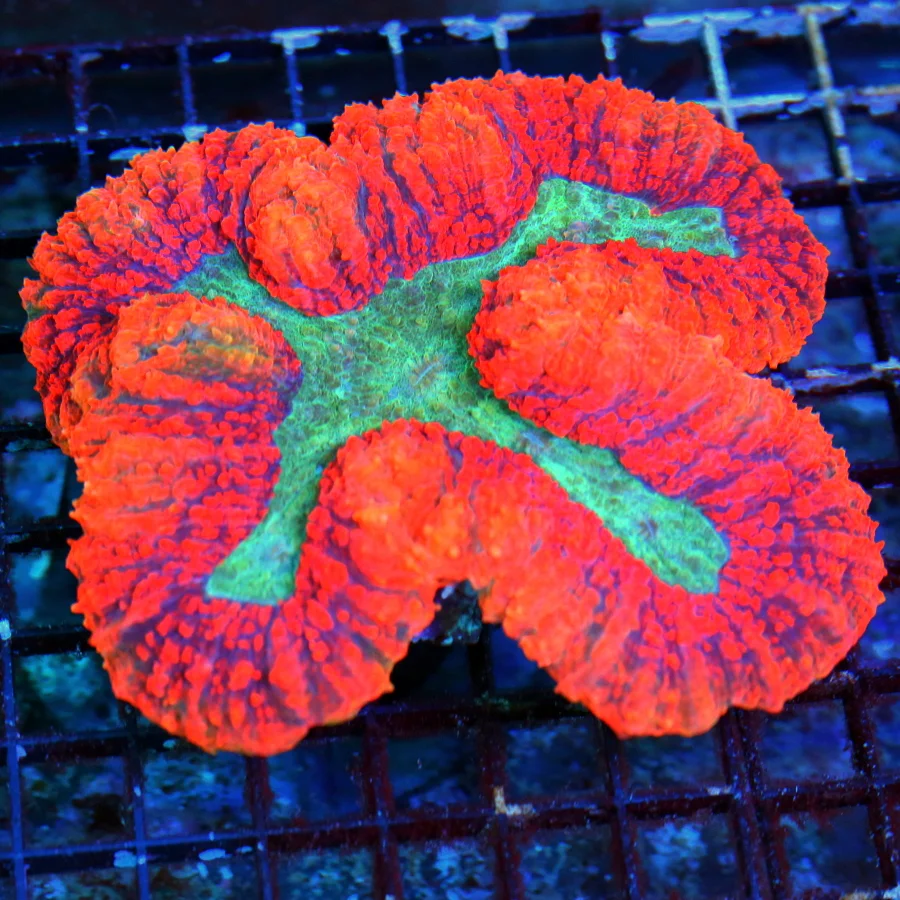 WYSIWYG 6.5X6.5 XXL SCOTT'S HANDPICKED ULTRA COLORED ULTRA GRADE SHOWPIECE AUSSIE LOBOPHYLLIA! live coral for sale - Extreme Corals