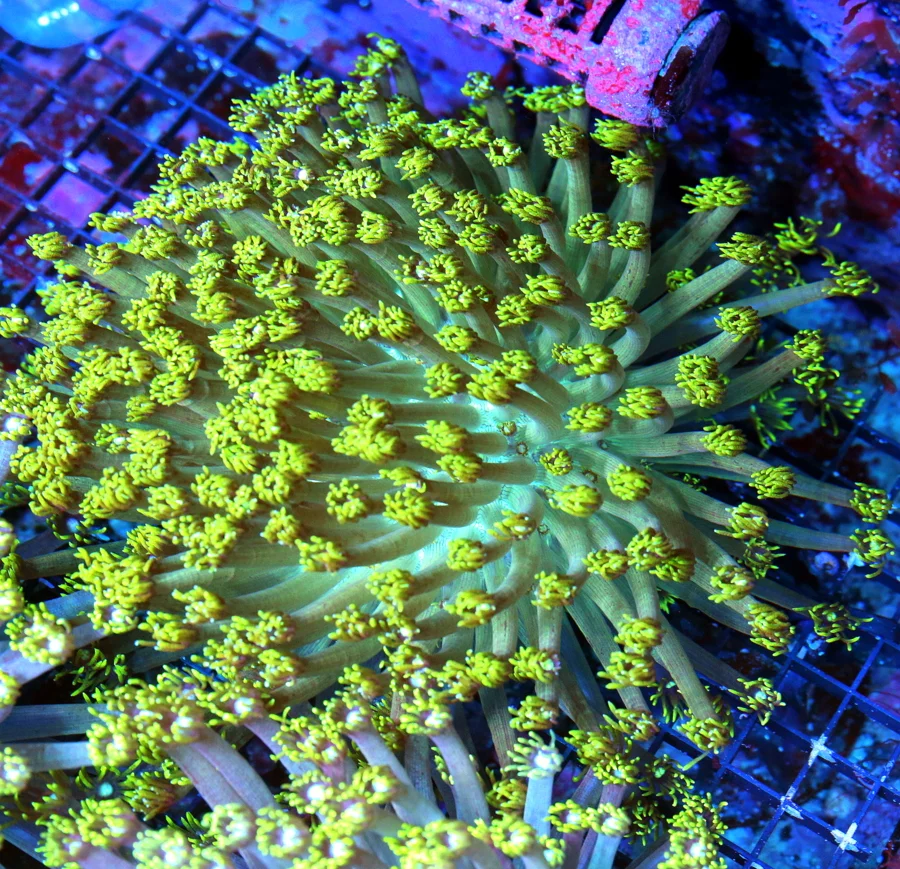 WYSIWYG 12X12 WHITE EYED ULTRA FLORESCENT NEON TOXIC YELLOW "WHITE JEWELED EYED" INDO GONIOPORA live coral for sale - Extreme Corals