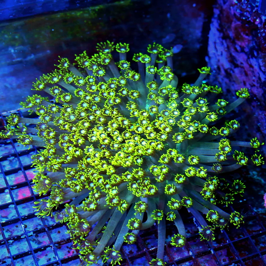 WYSIWYG 10X10 BLUE EYED ULTRA FLORESCENT NEON TOXIC YELLOW "BLUE JEWELED EYED" INDO GONIOPORA live coral for sale - Extreme Corals