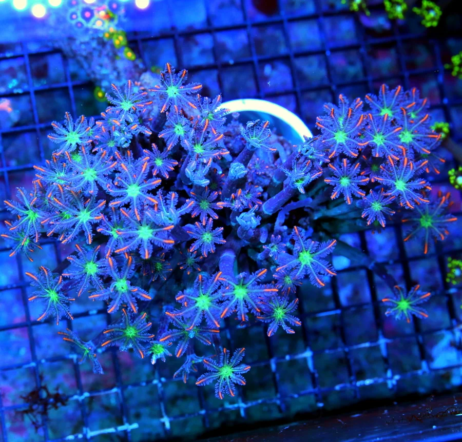 WYSIWYG 7X5 XXL INSANE "BLUE FIRECRACKER CLOVE POLYP" PERFECT SPECIMEN VERY HARD TO GET!! live coral for sale - Extreme Corals