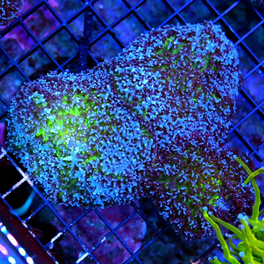 WYSIWYG 7X6 ULTRA RARE AUSSIE GIANT CARPET BUBBLE MUSHROOM-ULTRA ULTRA RARE SPECIMEN!!! live coral for sale - Extreme Corals