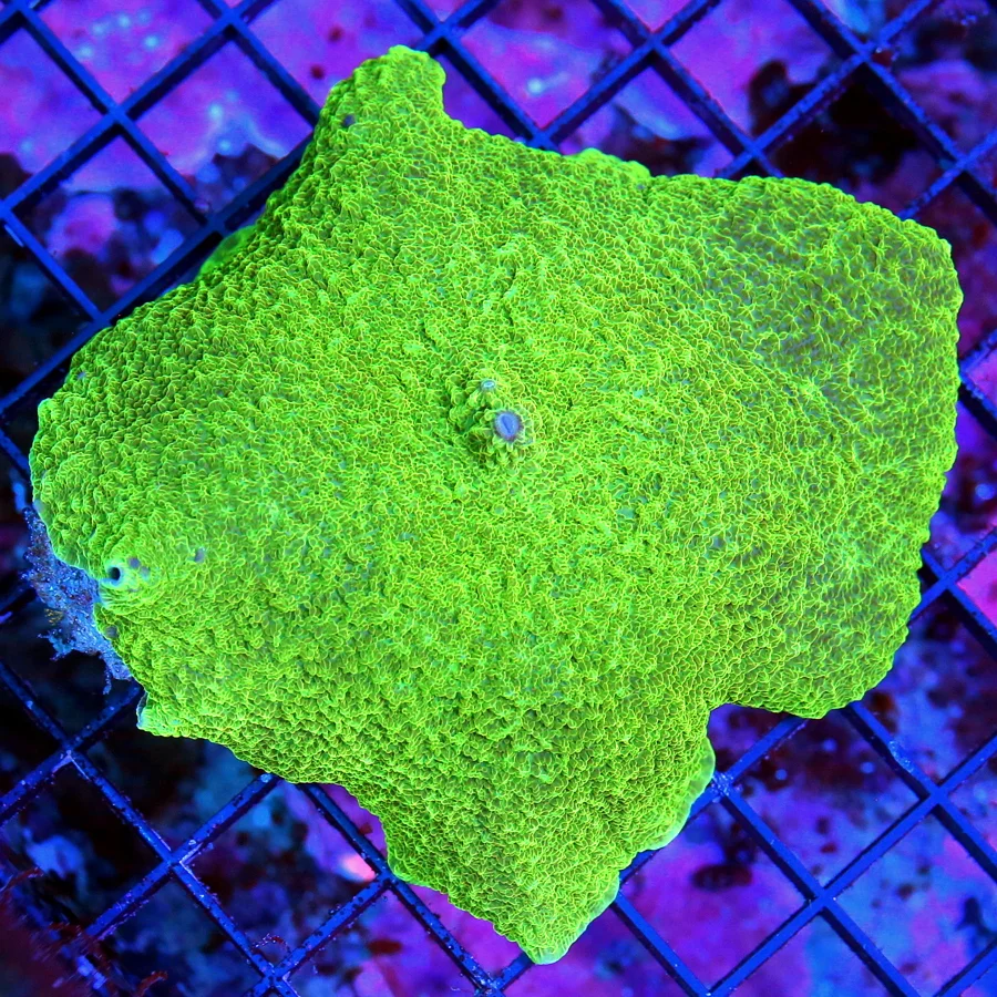WYSIWYG 5.5X5.5 VERY VERY HARD TO GET GIANT AUSSIE ELEPHANT EAR MUSHROOM-AWESOME!! live coral for sale - Extreme Corals
