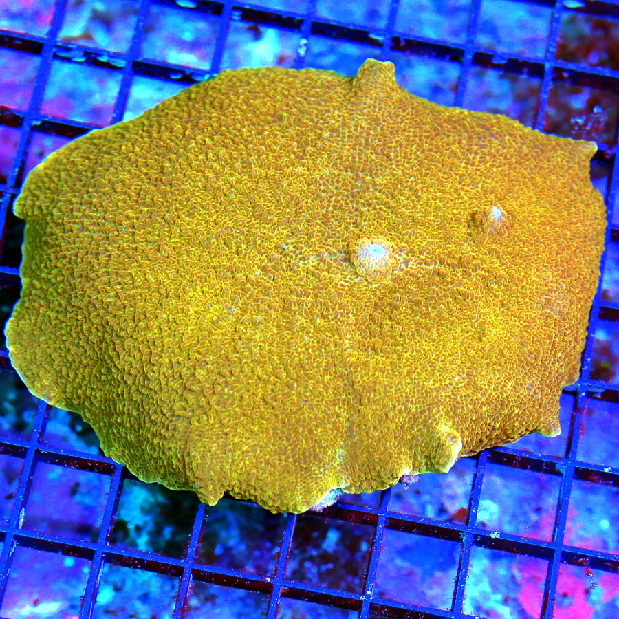 WYSIWYG 6X5 XXL VERY VERY RARE AUSSIE ORANGE ELEPHANT EAR MUSHROOM-EXTREMELY RARE COLOR!! live coral for sale - Extreme Corals
