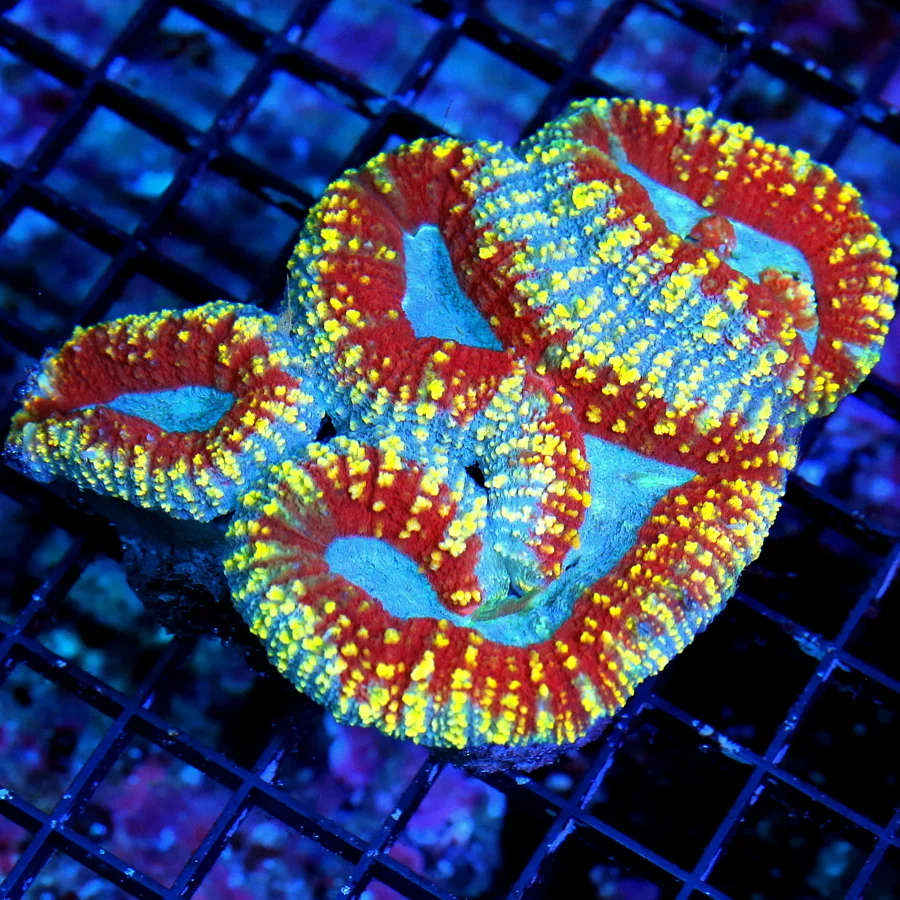 WYSIWYG 5.5x5 SCOTT'S HANDPICKED ULTRA COLORED ULTRA GRADE SHOWPIECE AUSSIE LOBOPHYLLIA!1!! live coral for sale - Extreme Corals