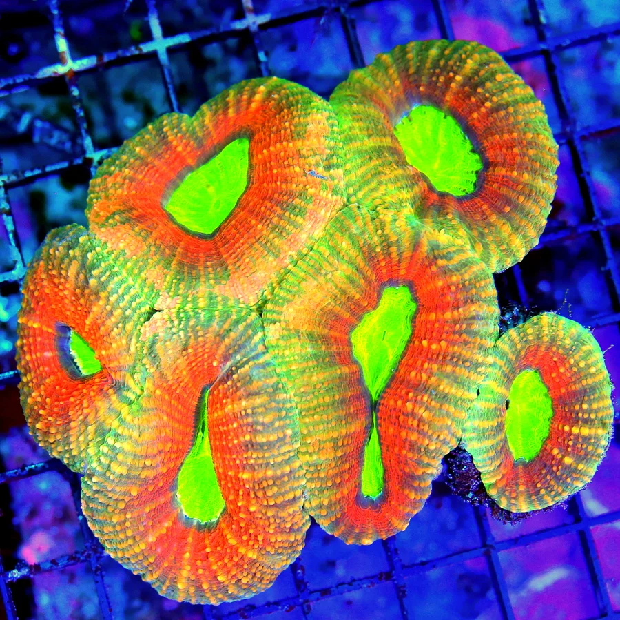 WYSIWYG 5.5x5 SCOTT'S HANDPICKED ULTRA COLORED ULTRA GRADE SHOWPIECE AUSSIE LOBOPHYLLIA-INCREDIBLE! live coral for sale - Extreme Corals