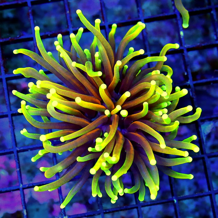 WYSIWYG 3.5INCH ULTIMATE SHOWPIECE "DANTE INFERNO" INDO ULTRA TORCH live coral for sale - Extreme Corals