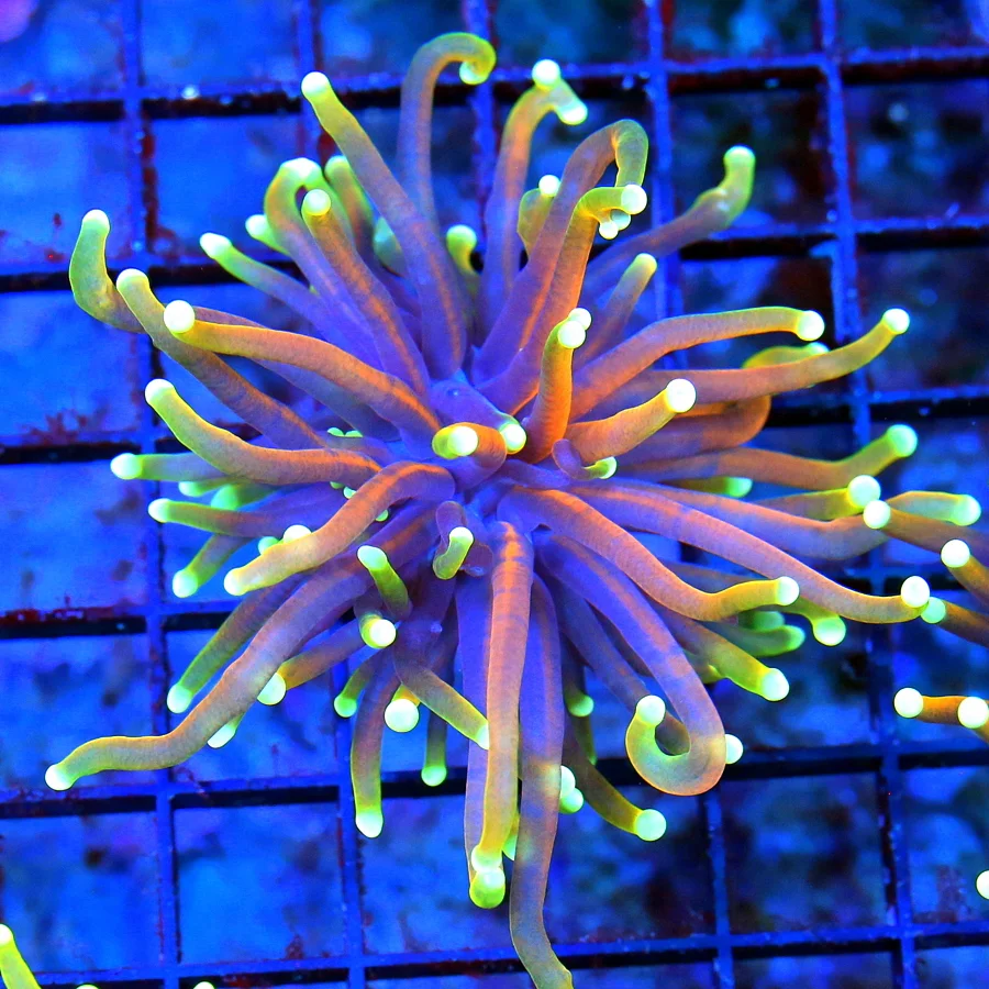 WYSIWYG 3.5 INCH ULTRA COLORED ULTRA GRADE "INDO DRAGON SOUL" ULTRA GRADE COLLECTORS ITEM TORCH live coral for sale - Extreme Corals