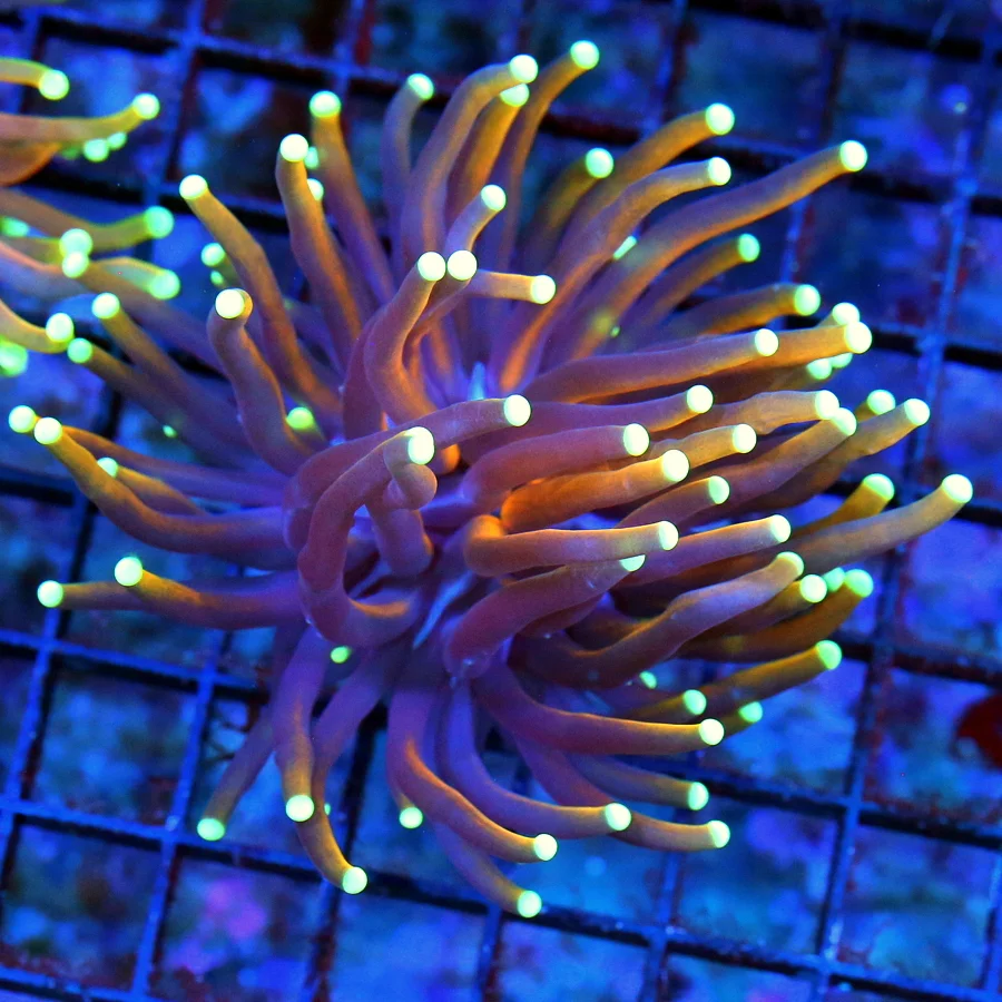 WYSIWYG 4 INCH ULTRA COLORED ULTRA GRADE "HELLFIRE" ULTRA GRADE COLLECTORS ITEM TORCH live coral for sale - Extreme Corals