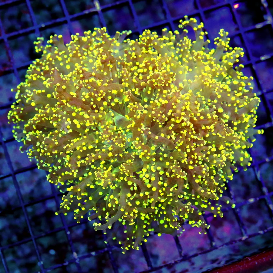 WYSIWYG 6X5 ULTRA ULTRA ORANGE SUPER NICE ULTRA GRADE INDO OCTOSPAWN-WICKED PIECE!! live coral for sale - Extreme Corals