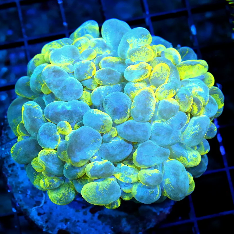 WYSIWYG 4.5x4.OUT OF THIS WORLD ULTRA NEON TOXIC HIGHLIGHTER YELLOW AND BLUE INDO "SPLATTER BUBBLE" live coral for sale - Extreme Corals