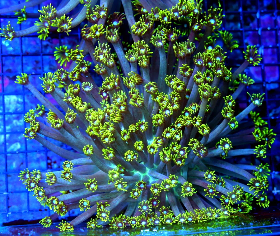 WYSIWYG 10X10 BLUE EYED ULTRA FLORESCENT NEON TOXIC YELLOW "BLUE JEWELED EYED" INDO GONIOPORA live coral for sale - Extreme Corals