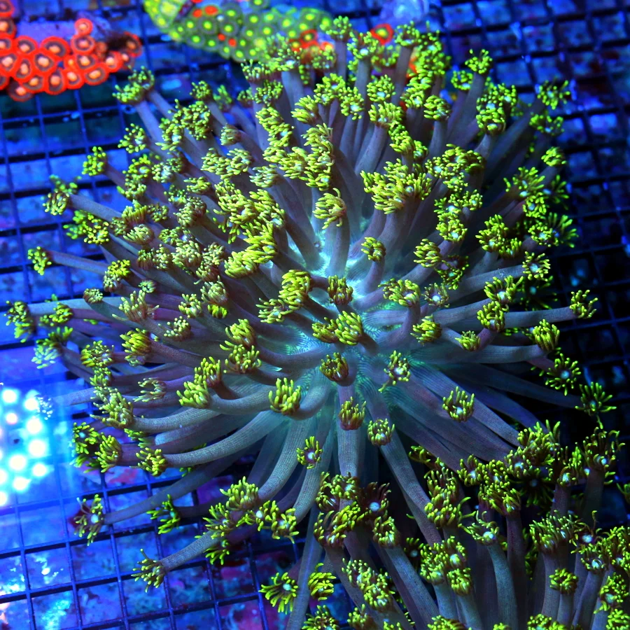 WYSIWYG 12X12 BLUE EYED ULTRA FLORESCENT NEON TOXIC YELLOW "BLUE JEWELED EYED" INDO GONIOPORA live coral for sale - Extreme Corals