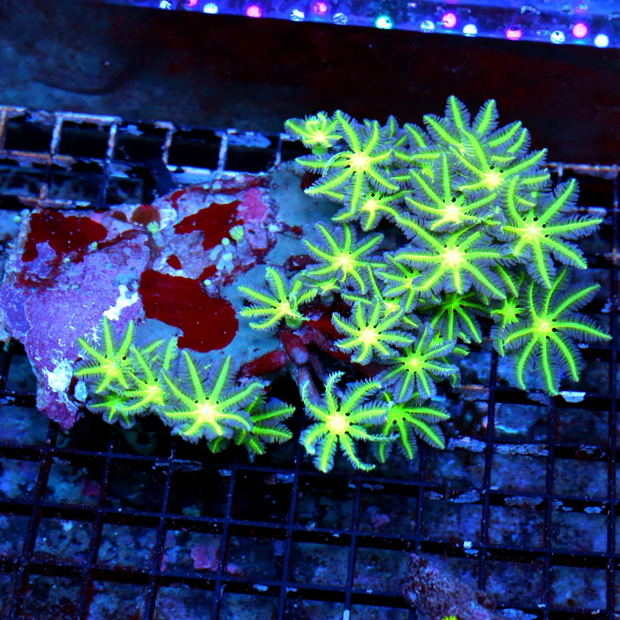 WYSIWYG 7X5 ULTRA ULTRA GLOWING GREEN EYED ULTRA COLORED XL INCO CLOVE POLYP live coral for sale - Extreme Corals