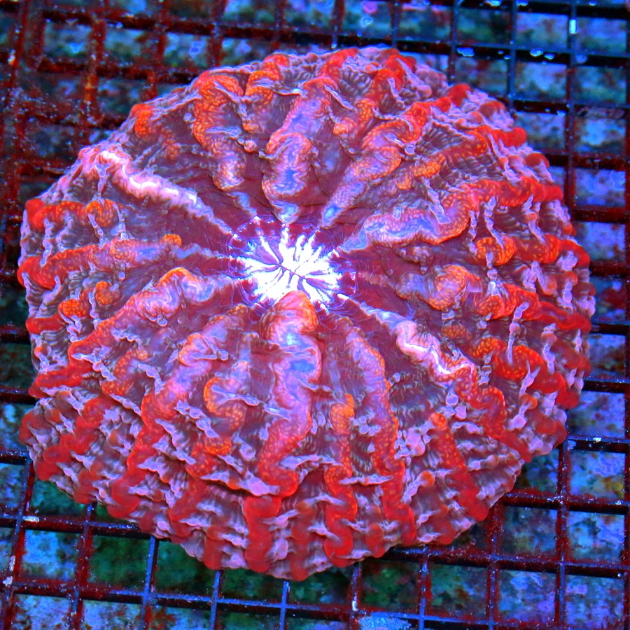 WYSIWYG 7X7 XXL MASTER INDOPHYLLIA-SCOTT'S HANDPICKED ULTRA GRADE ULTIMATE SHOWPIECE INDOPHYLLIA live coral for sale - Extreme Corals