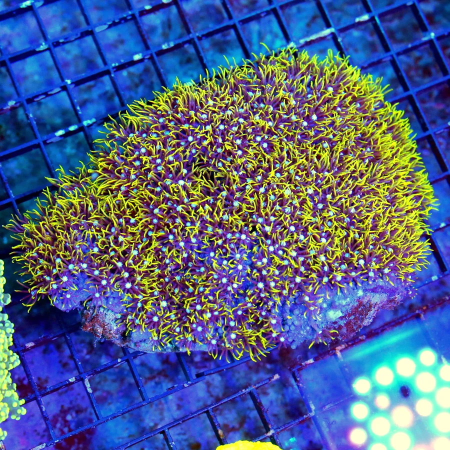 WYSIWYG 6X5 VERY VERY NICE GLOWING EYED METALLIC GREEN STAR POLYPS-GREAT COLOR!! live coral for sale - Extreme Corals