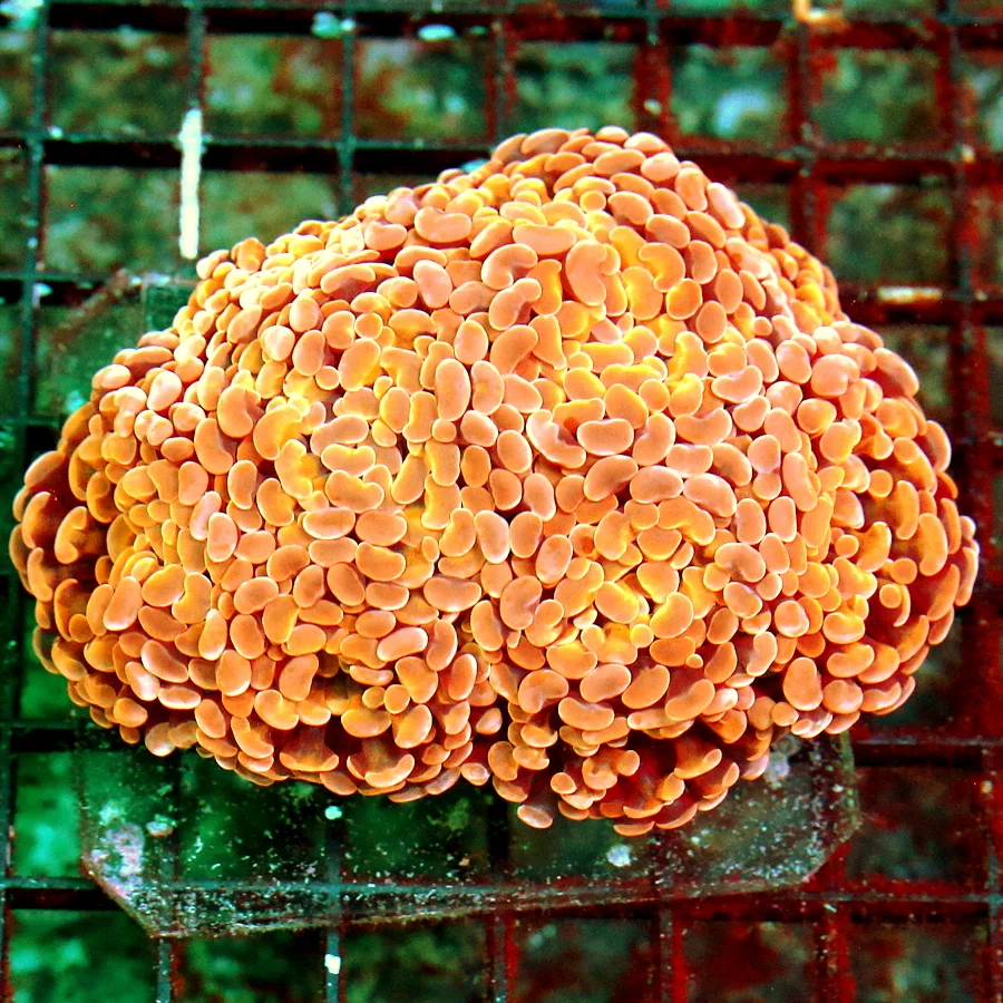 WYSIWYG 5X4.5 ULTRA ULTRA MULTICOLORED USPER ORANGE AUSSIE BRANCHING HAMMER-THIS IS INCREDIBLE live coral for sale - Extreme Corals