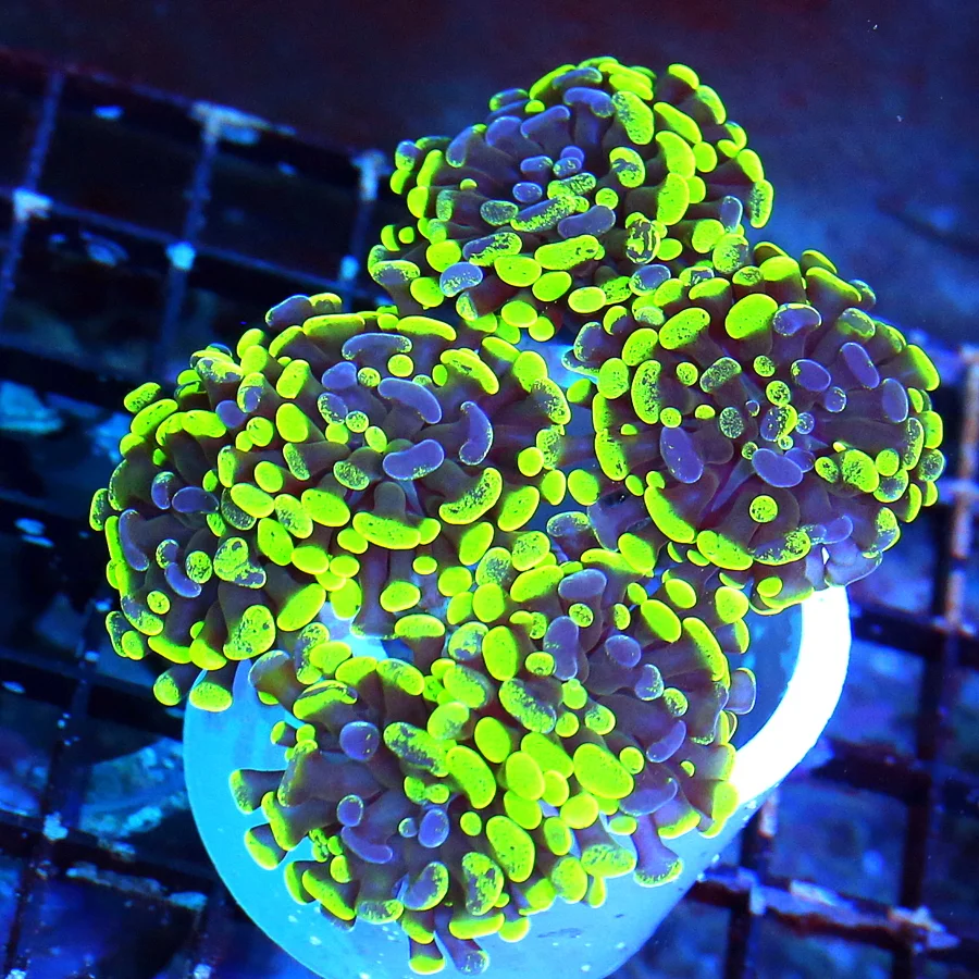 WYSIWYG 5.5X5 OUT OF THIS WORLD SUPER TOXIC GREEN AND PURPLE SCREAMING SPLATTER BRANCHING HAMMER live coral for sale - Extreme Corals