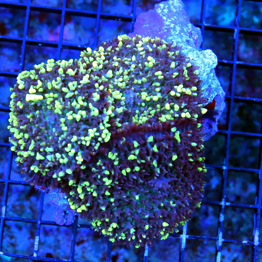 WYSIWYG 5.5X5.5 ULTRA RARE AUSSIE GIANT CARPET BUBBLE MUSHROOM-ULTRA ULTRA RARE SPECIMEN!!! live coral for sale - Extreme Corals