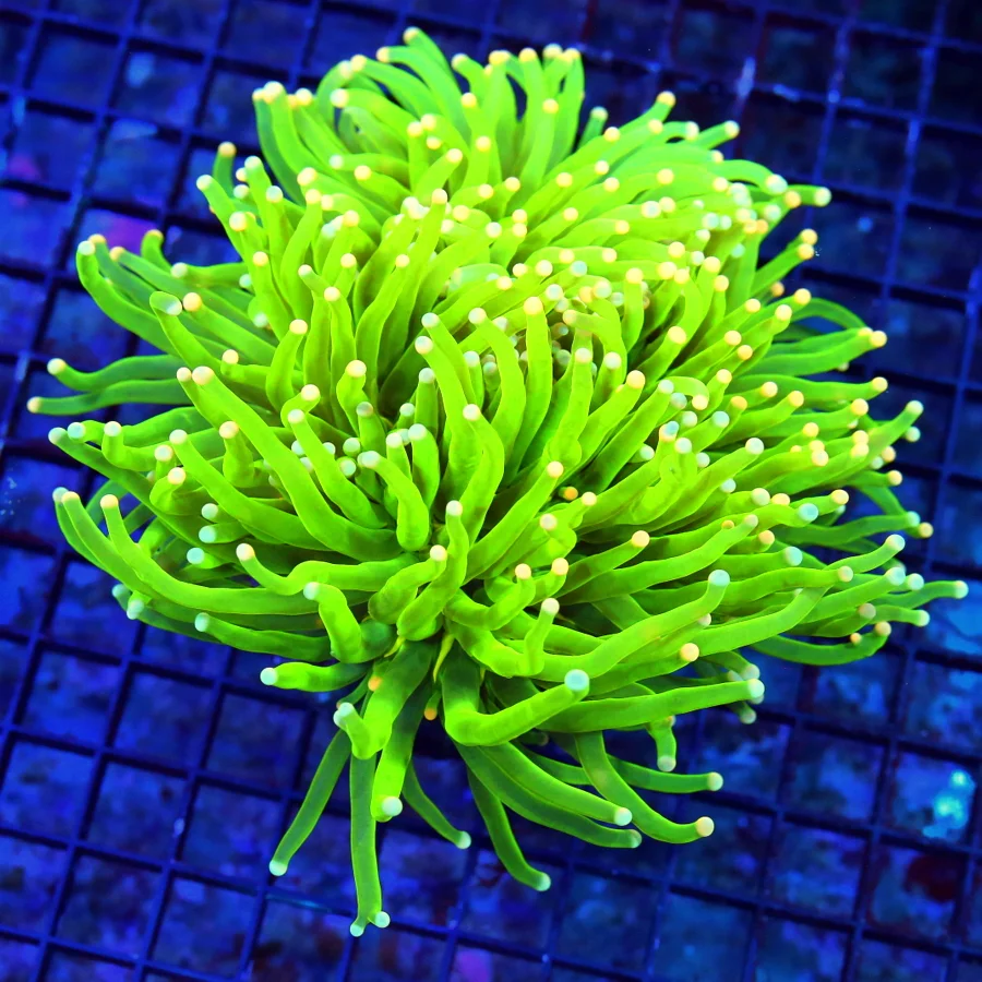 WYSIWYG 7X7 XXL SUPER SUPER COLORED ORANGE AND BLUE TIPPED "CARE BEAR" CENTERPIECE INDO TORCH live coral for sale - Extreme Corals