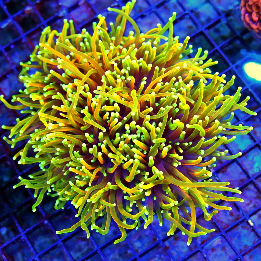 WYSIWYG 7.5X7.5 GIANT XXL ULTRA COLORED ULTRA GRADE "INDO JUICY FRUIT" ULTRA GRADE COLLECTORS ITEM TORCH live coral for sale - Extreme Corals