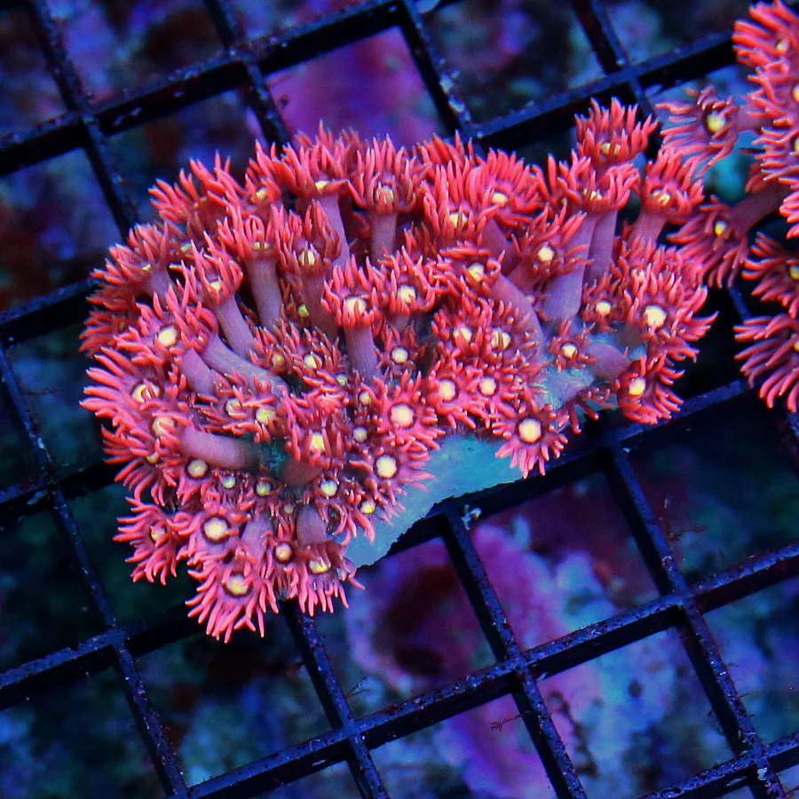 WYSIWYG SUPER SUPER RED ULTRA YELLOW EYED ULTRA GRADE AUSSIE RED GONIOPORA live coral for sale - Extreme Corals