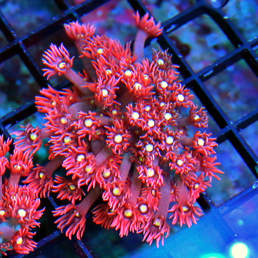 WYSIWYG SUPER SUPER RED ULTRA YELLOW EYED ULTRA GRADE AUSSIE RED GONIOPORA live coral for sale - Extreme Corals