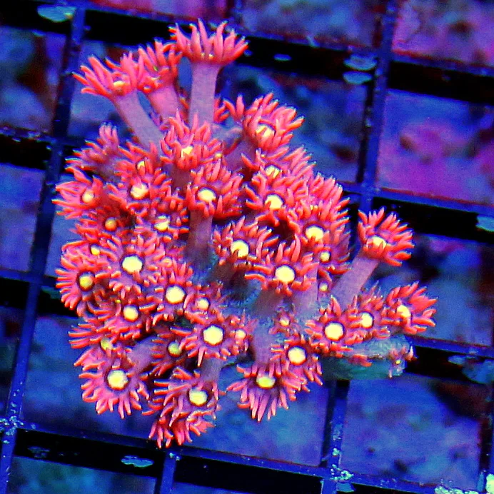 WYSIWYG SUPER SUPER RED ULTRA YELLOW EYED ULTRA GRADE AUSSIE RED GONIOPORA live coral for sale - Extreme Corals