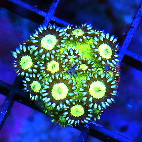 WYSIWYG SUPER SUPER RARE VERY VERY HARD TO GET "ULTRA BLUE SPARKER TWINKLER GONIOPORA" live coral for sale - Extreme Corals