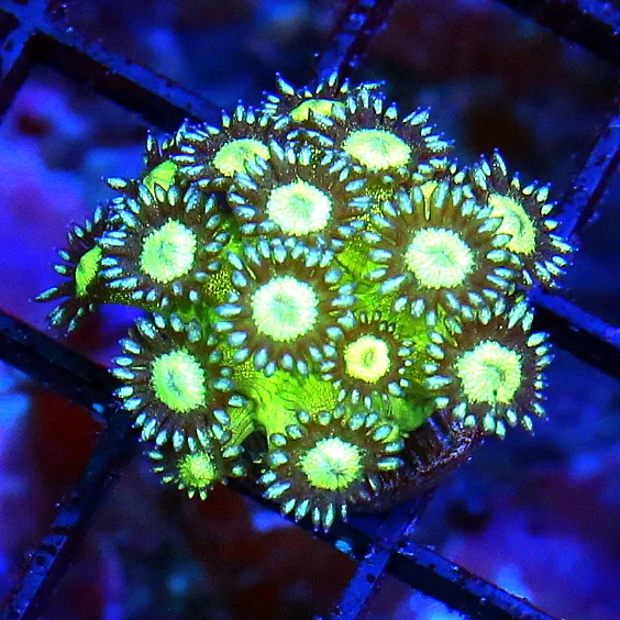 WYSIWYG SUPER SUPER RARE VERY VERY HARD TO GET "ULTRA BLUE SPARKER TWINKLER GONIOPORA" live coral for sale - Extreme Corals