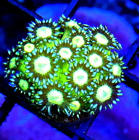 WYSIWYG SUPER SUPER RARE VERY VERY HARD TO GET "ULTRA BLUE SPARKER TWINKLER GONIOPORA" live coral for sale - Extreme Corals
